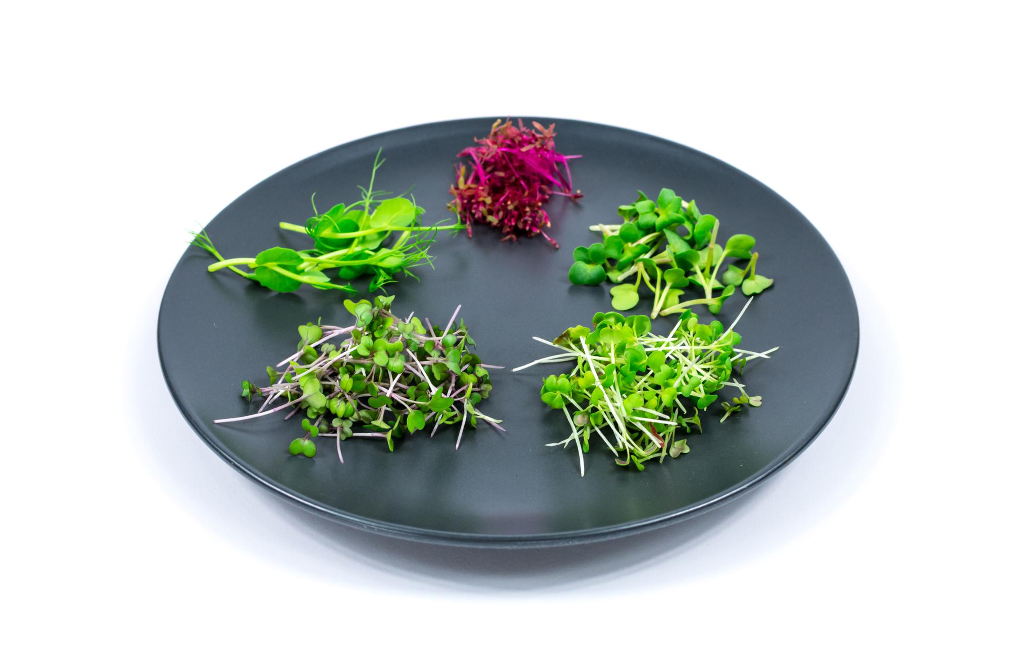 Close-up of plated seasonal vegetable starter